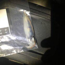 ケンサキ来てます