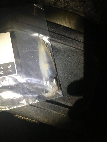 ケンサキ来てます