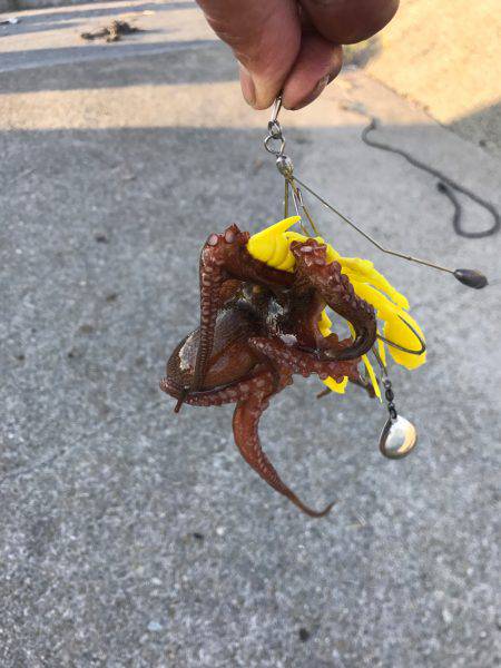 懲りずにオクトパッシング！