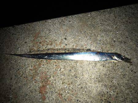 爆釣のはずが・・・