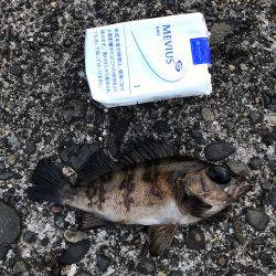 メバル釣れた！