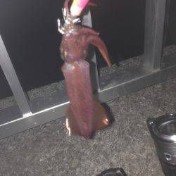 大蔵海岸でイカ釣して来ました〜＾＾