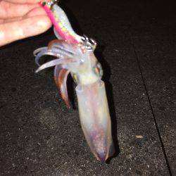 ライトエギング