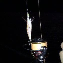 アジュール舞子でケンサキエギング