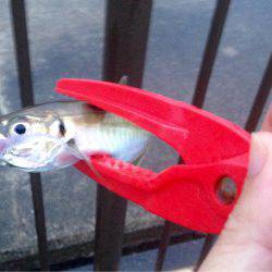 雨ニモマケズ風ニモマケズ