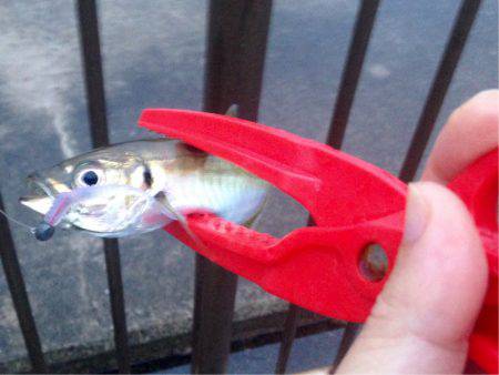 雨ニモマケズ風ニモマケズ