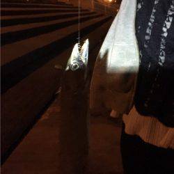 青イソメでタチウオが？！