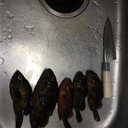 台風後のガシラ