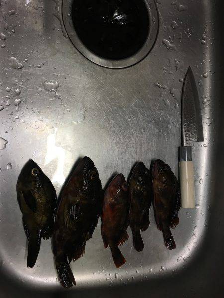 台風後のガシラ