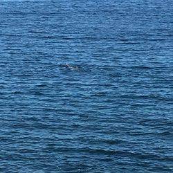 台風一過のシイラ晴れ