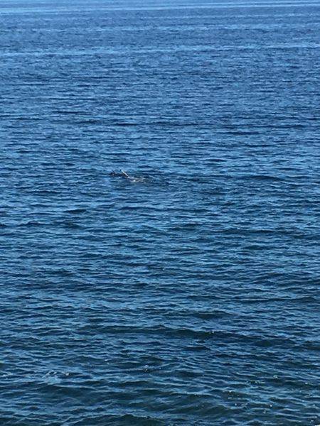 台風一過のシイラ晴れ