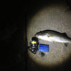 アジングのはずが