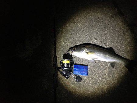 アジングのはずが