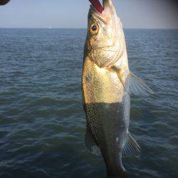 台風後のシーバス