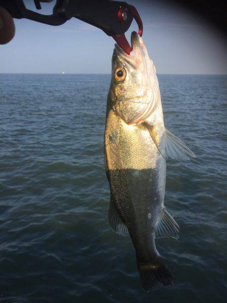 台風後のシーバス