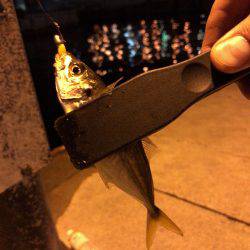 ジグサビキとジグ単ワームでアジング