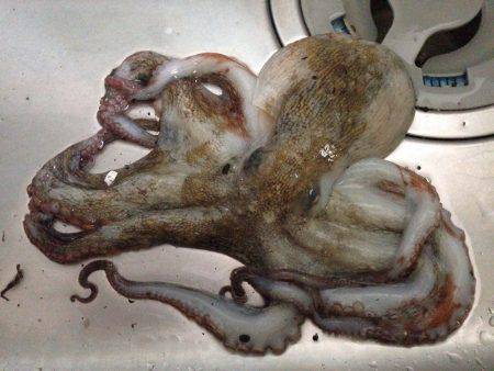 なんとか一杯…