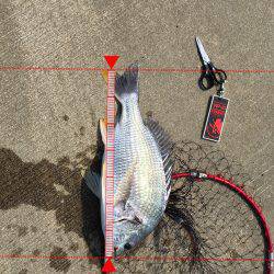 キビレは釣れる