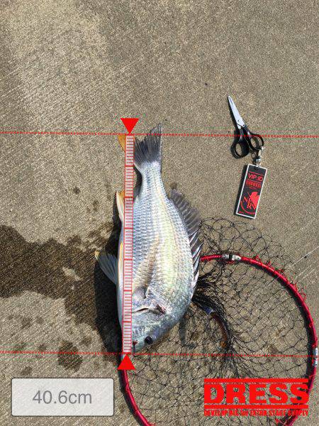 キビレは釣れる