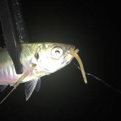 台風後アジング調査