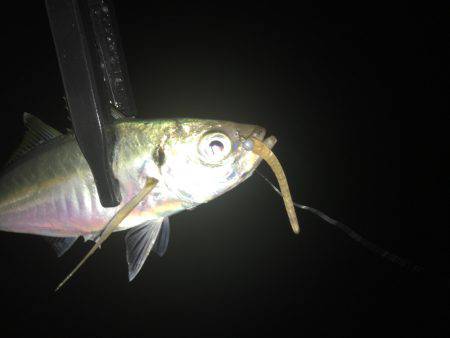 台風後アジング調査