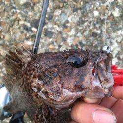 出勤前の朝まずめ