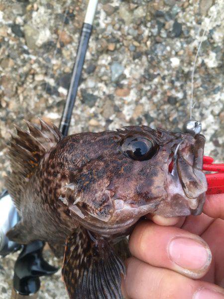 出勤前の朝まずめ