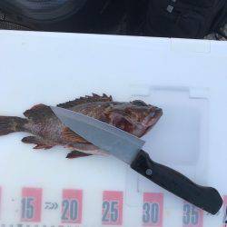 野島沖堤防で刺身を食いました！