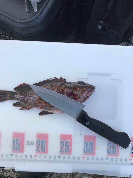 野島沖堤防で刺身を食いました！