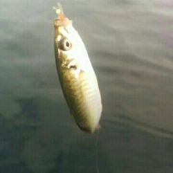 ポートアイランドでシーバスヒット