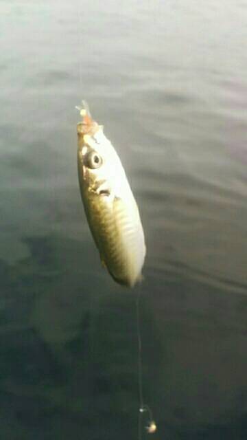 ポートアイランドでシーバスヒット