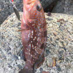 シーバスのはずが(T . T)