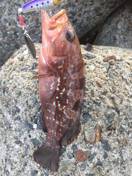 シーバスのはずが(T . T)