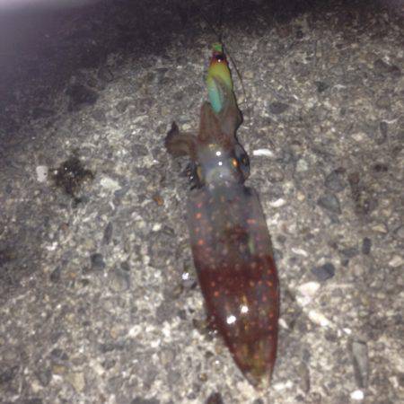 大蔵海岸でエギリング！！