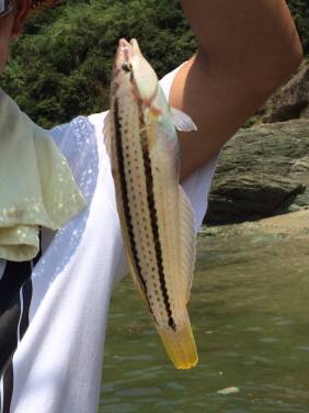 デートフィッシング