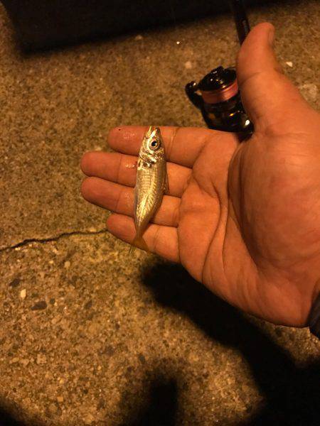 豆アジ時々キス