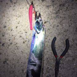 ワインドタチウオ開幕