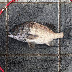 久しぶりの30㎝オーバー