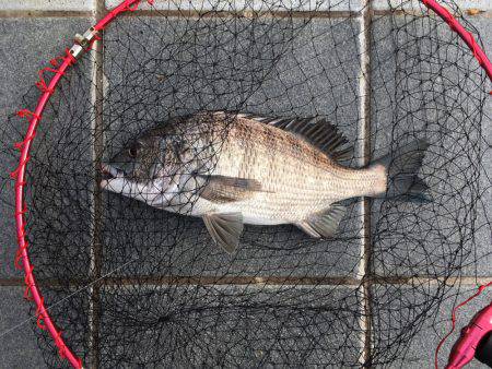 久しぶりの30㎝オーバー