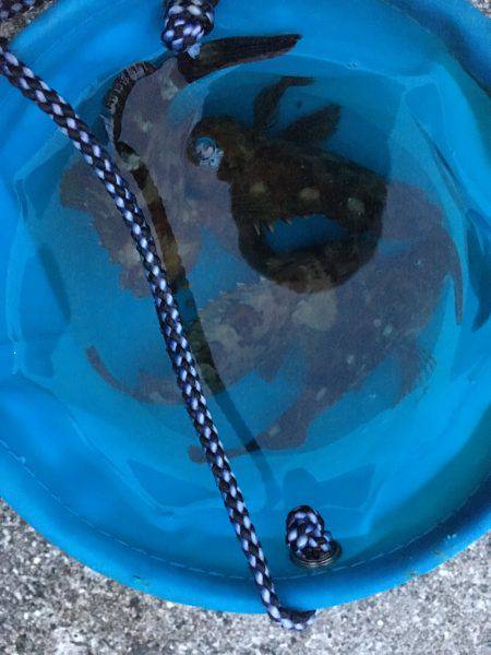 ライトワインド