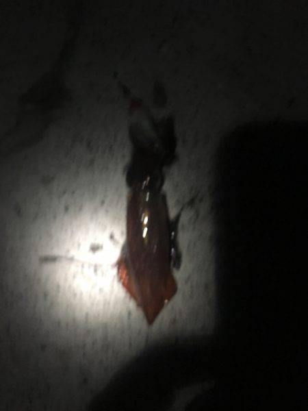 ライトエギング