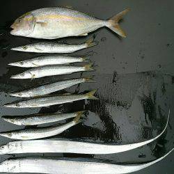 ショアジギでシオ