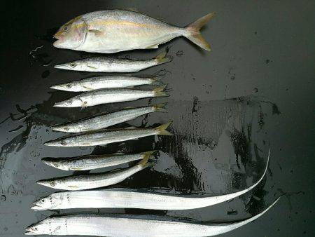 ショアジギでシオ