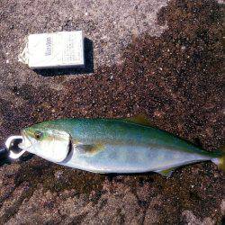 ぎりぎりハマチ(*´艸｀*)