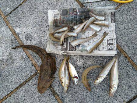 キス、マゴチからのぐ〜ふ〜