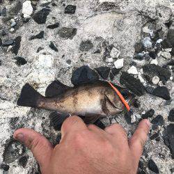 ライトな五目釣り