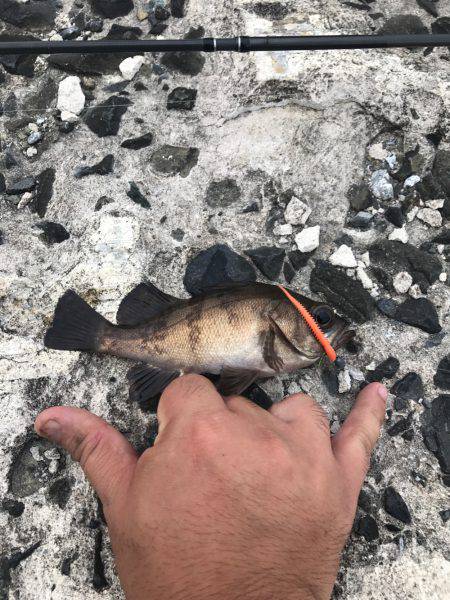 ライトな五目釣り