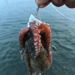 ひつこい様ですが、タコ。