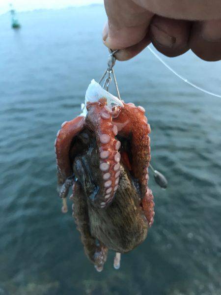 ひつこい様ですが、タコ。