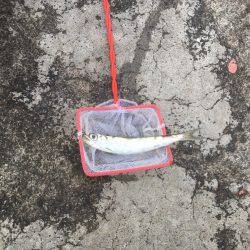 帰省遠征釣行(アウェイ実感)